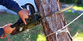 Best Tree Risk Assessment  in Bridgeville, PA