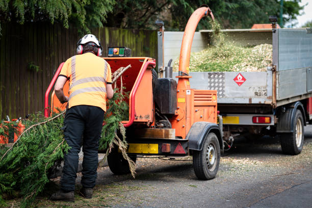 Best Tree and Shrub Care  in Bridgeville, PA