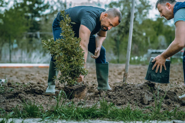 Best Hedge Trimming  in Bridgeville, PA