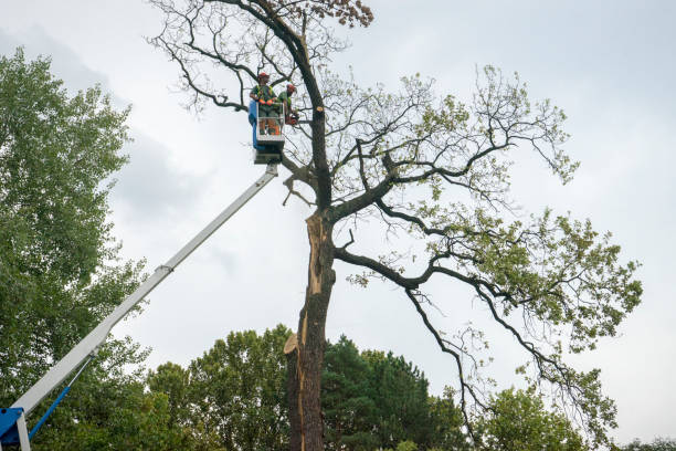 Best Tree Preservation Services  in Bridgeville, PA