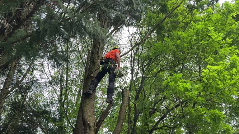 Best Fruit Tree Pruning  in Bridgeville, PA