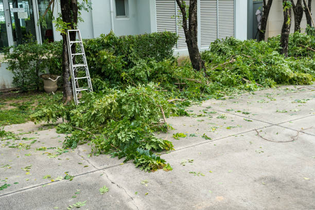 Best Tree Trimming and Pruning  in Bridgeville, PA