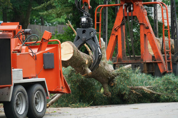 Best Commercial Tree Services  in Bridgeville, PA