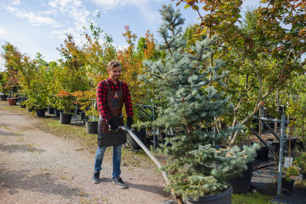 How Our Tree Care Process Works  in  Bridgeville, PA